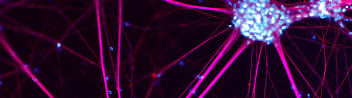 Nervenzellen, aus Stammzellen der Maus gezüchtet