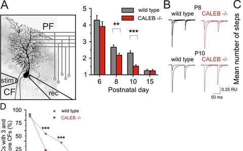 Elimination of climbing fiber-Purkinje cell synapses is impaired in the absence of CALEB.