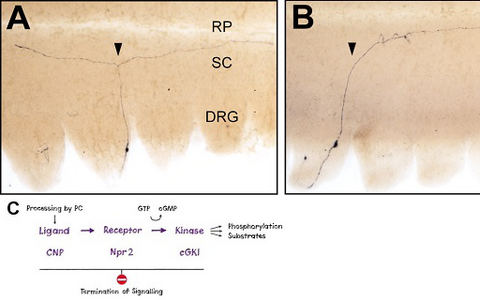 Loss of bifurcation of axons from DRG neurons in the absence of Npr2-mediated cGMP signaling