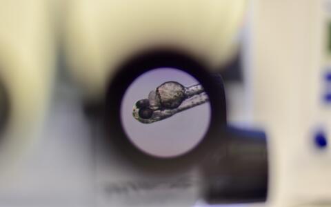 Zebrafisch-Embryo im Mikroskop